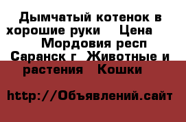 Дымчатый котенок в хорошие руки  › Цена ­ 100 - Мордовия респ., Саранск г. Животные и растения » Кошки   